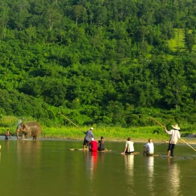 Balade à dos d'éléphants au Laos