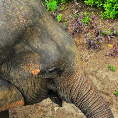 Une journée avec les éléphants de Mondulkiri 